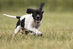 English Pointer Welpe