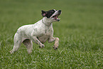 rennender English Pointer