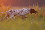 English Pointer Rde