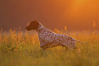 English Pointer Rde