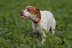 English Pointer Rde