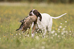 English Pointer Hndin