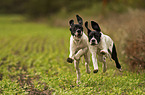 2 English Pointer