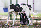 English Pointer