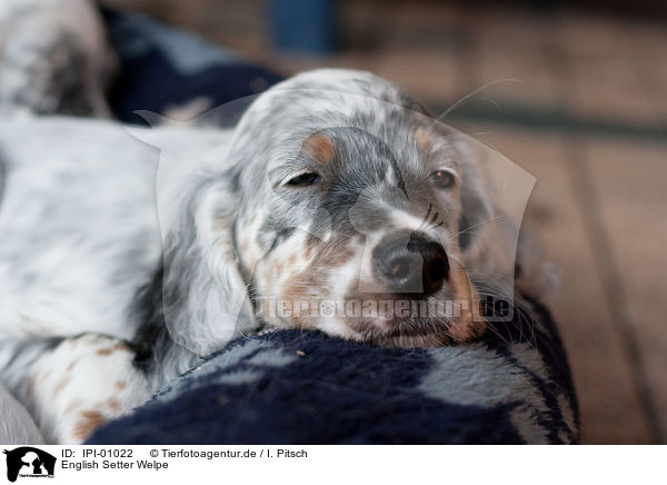 English Setter Welpe / English Setter Puppy / IPI-01022