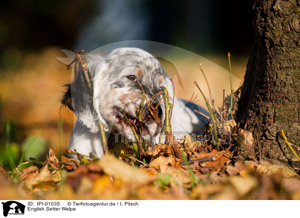 English Setter Welpe / English Setter Puppy / IPI-01035