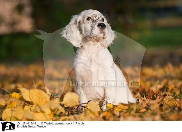 English Setter Welpe / English Setter Puppy / IPI-01044