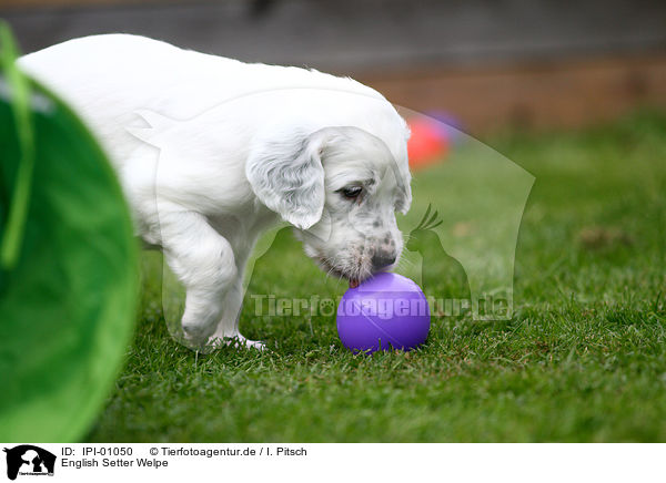 English Setter Welpe / English Setter Puppy / IPI-01050