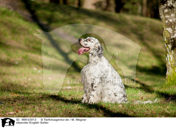 sitzender English Setter / MW-03913
