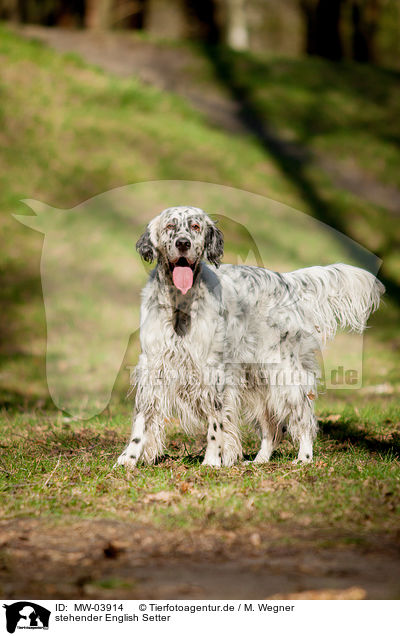 stehender English Setter / MW-03914