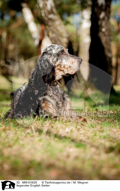 liegender English Setter / MW-03926