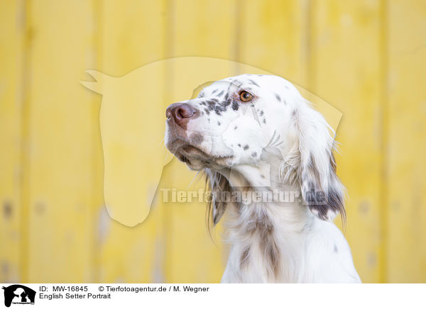 English Setter Portrait / English Setter portrait / MW-16845