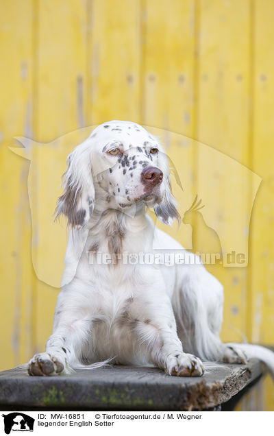 liegender English Setter / lying English Setter / MW-16851