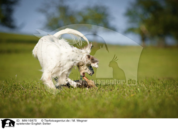 spielender English Setter / playing English Setter / MW-16875