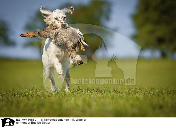 rennender English Setter / MW-16880