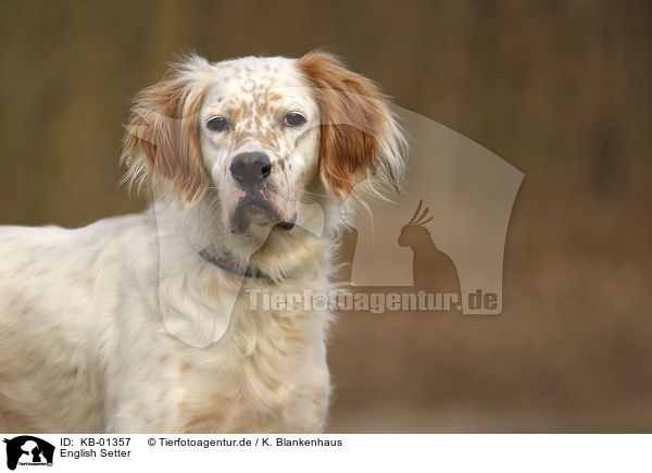 English Setter / KB-01357