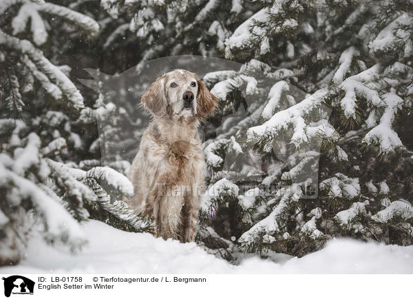 English Setter im Winter / English Setter in the winter / LB-01758
