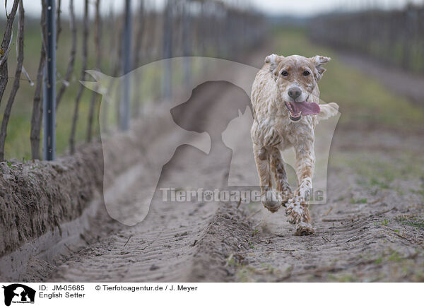 English Setter / English Setter / JM-05685