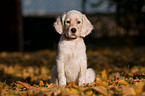 English Setter Welpe