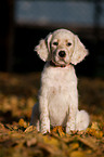 English Setter Welpe