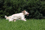 rennender English Setter