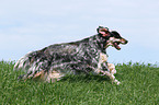 rennender English Setter