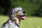 English Setter Portrait