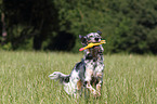 spielender English Setter