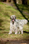 stehender English Setter