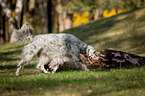 rennender English Setter