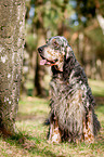 sitzender English Setter