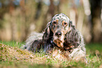 liegender English Setter