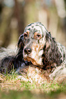 liegender English Setter