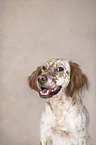 English Setter Portrait