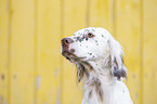 English Setter Portrait