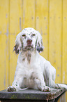 liegender English Setter