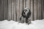 English Setter im Winter