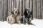 English Setter im Winter