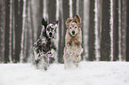 English Setter im Winter