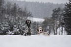 English Setter im Winter