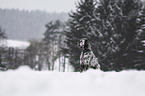 English Setter im Winter