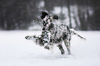 English Setter im Winter
