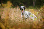 English Setter