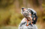 apportierender English Setter