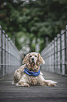 English Setter Hndin