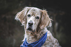 English Setter Hndin