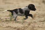 English Setter Welpe