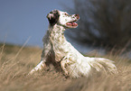 rennender English Setter
