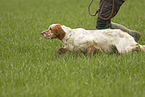 rennender English Setter