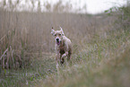 English Setter